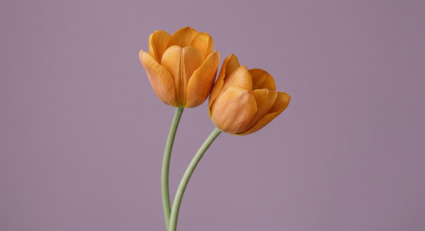 Direction A — Single Stem: orange tulips against amethyst ground